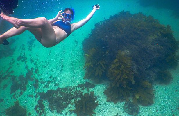 Snorkeling To Discover Sydney's Underwater Wonders
