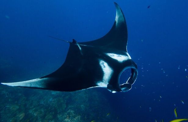 Nusa Penida Day Trip with Snorkeling Package