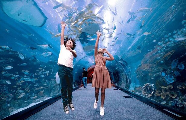 Dubai Aquarium and Penguin Cove with Transfers Option