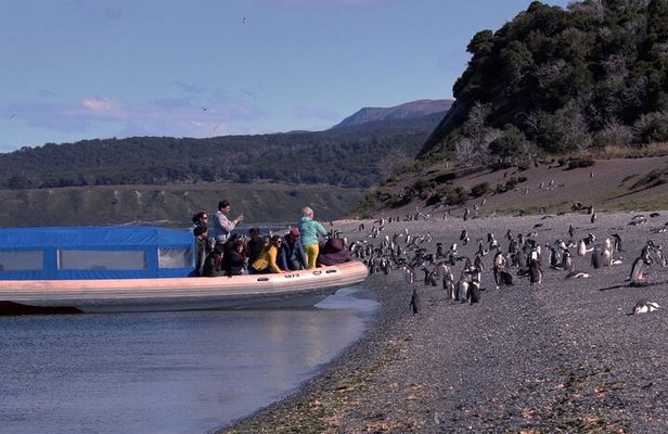 Ushuaia: Penguins Tour by boats from Puerto Almanza with Snack