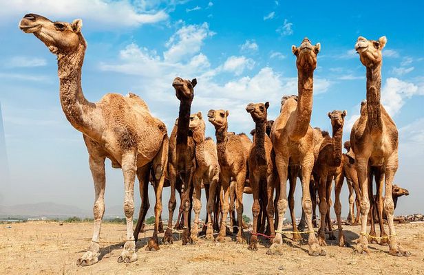 Pushkar Day Trip from Jaipur
