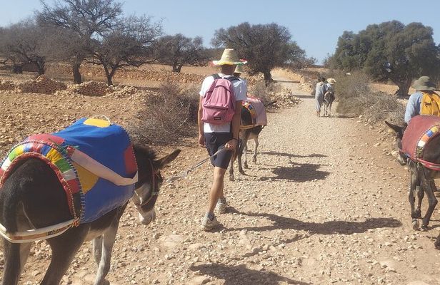 Berber Donkey Ride & Tea in Essaouira