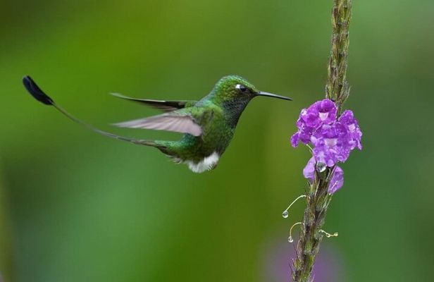 Mindo Cloud Forest Day Trip from Quito