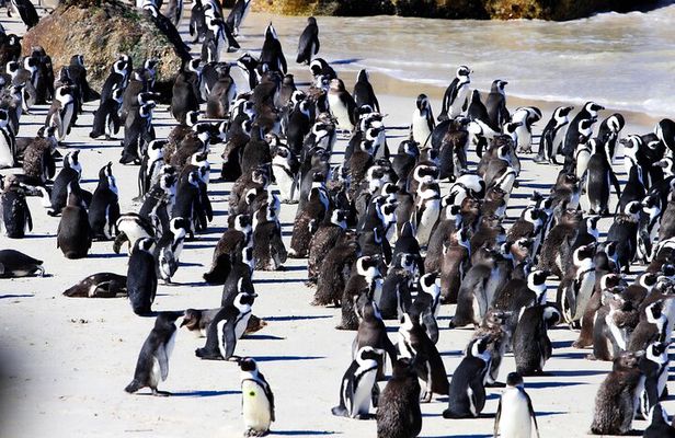 Cape Peninsula Private Tour Include Park Fees