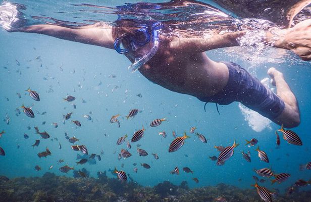 Private Snorkeling Tour In Sydney's Marine Reserve