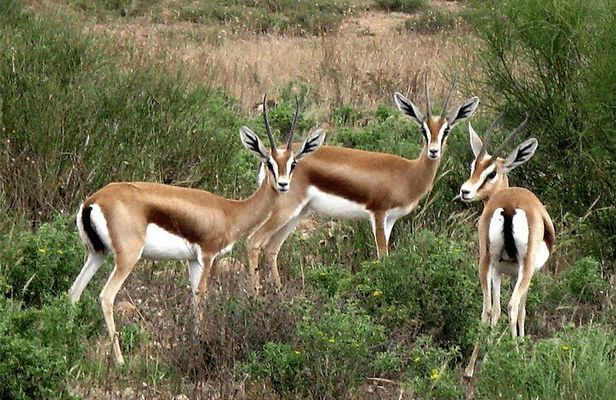 safari wildlife viewing