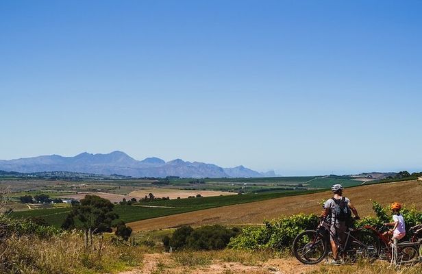 Stellenbosch Family Cycle Tour