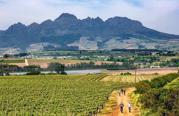 Stellenbosch Half Day Winelands Mountain Bike Tour