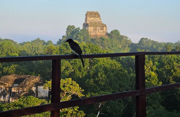 Guided Tour of Tikal from Flores with Lunch