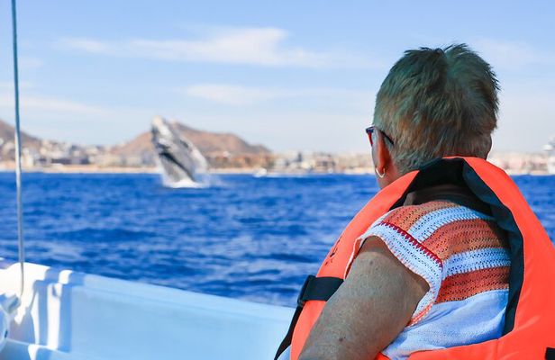 Whale Tour c/ Certified Guide, Photos & Hydrophone