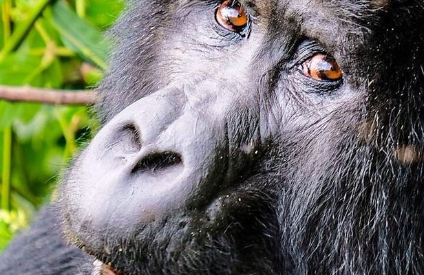 One Day Gorilla Tracking Tour In Uganda