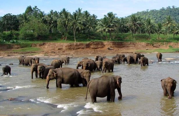 Sri Lanka Private Tour with Driver – Flexible Dates & Itinerary