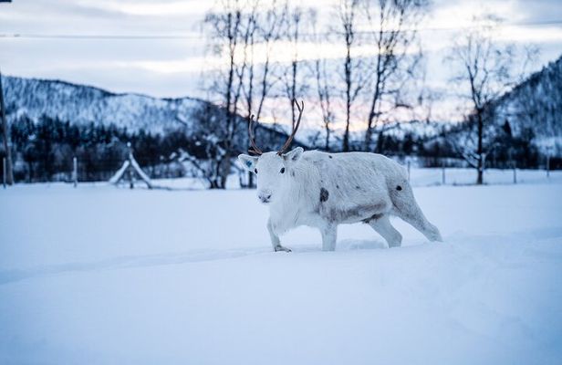 Reindeer Sledding, Feeding And Sami Culture At Reindeer Farm