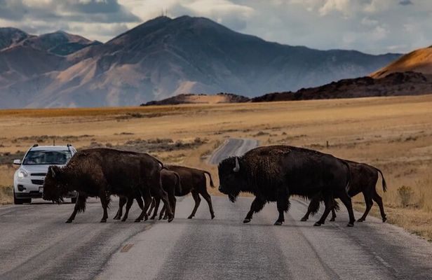 Private Wildlife and Scenic tour on Antelope Island