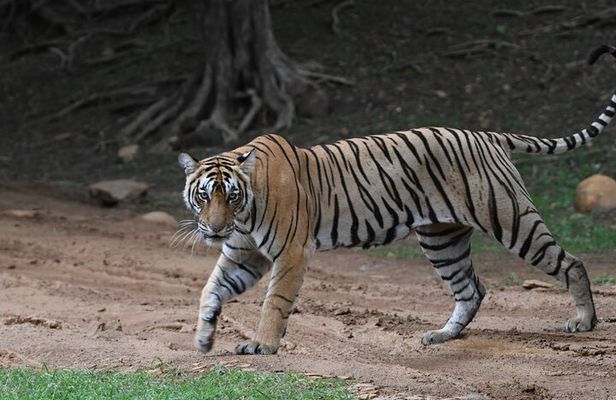 4 Day Golden Triangle Tour With Ranthambore Tiger Safari