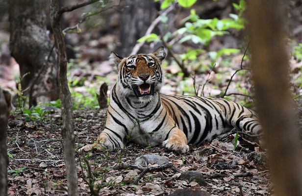 Ranthambore Tiger Safari Day Trip from Jaipur