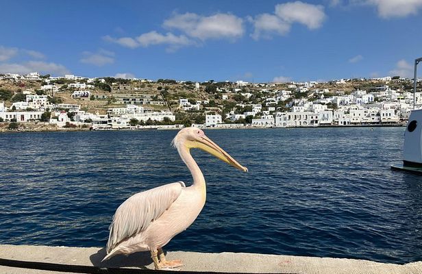 Insider's Collection: 4Hour Mykonos Experience for First-Timers