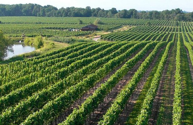Wine Tour in Niagara-on-the-Lake