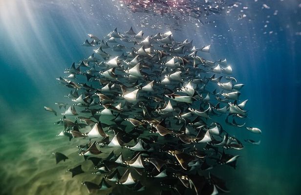 Open Ocean Safari and Whale Watching