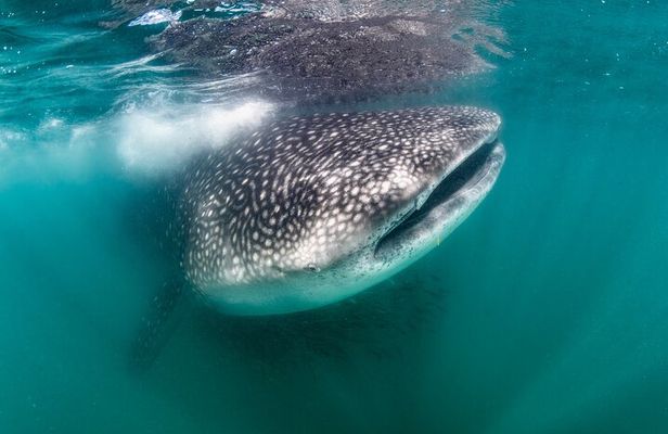 Snorkel with Whale Sharks in La Paz