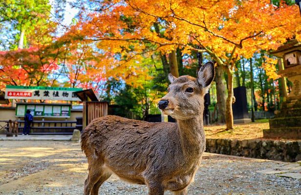 Morning Wonder World Heritage Nara Guided Tour