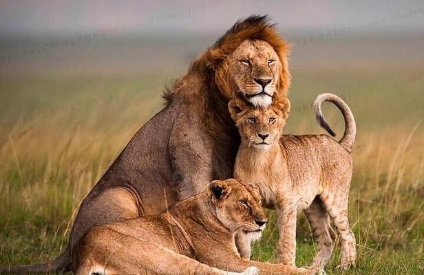 7 Days Budget Group Safari to Masai Mara Nakuru & Amboseli Parks