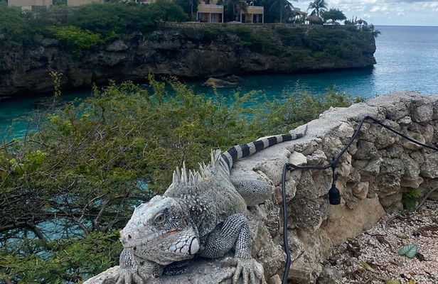 Private Tour,Swim with Turtles and beachhop the westcoast