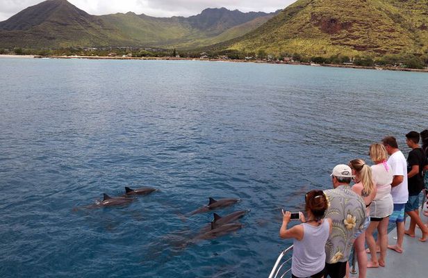 3 Ziplines & Dolphin Watching Snorkel Adventure