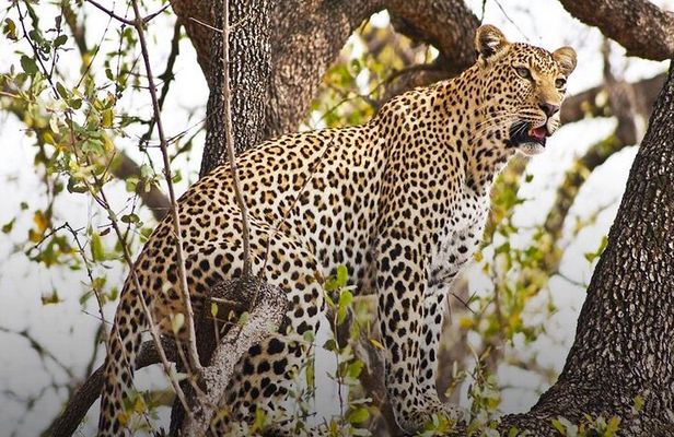 4 Day Chobe Safari Park and Victoria Falls Combo