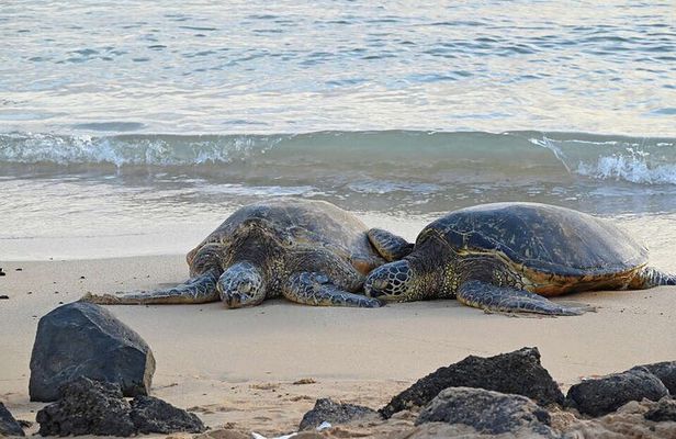 Oahu's Cheapest Circle Island Tour