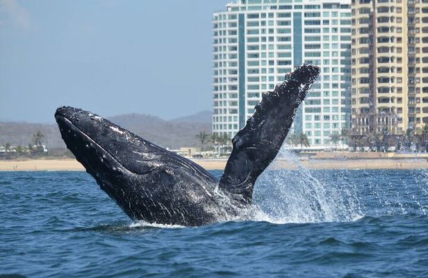 Munba Ballena Tour by Power Boat