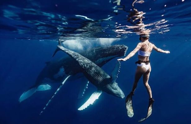 Swim in Moorea with Humpback Whales and More