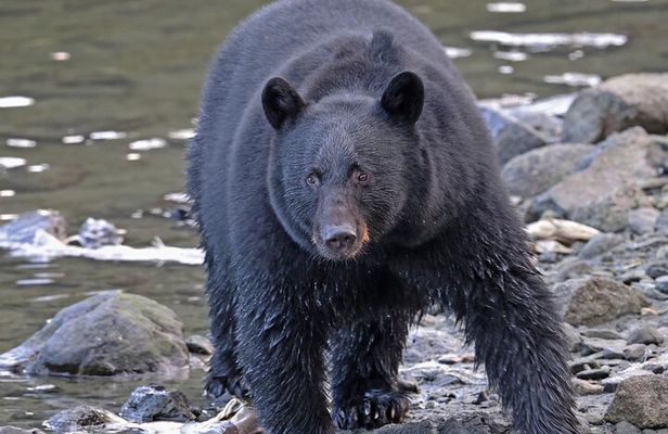 Ketchikan Alaska private tour