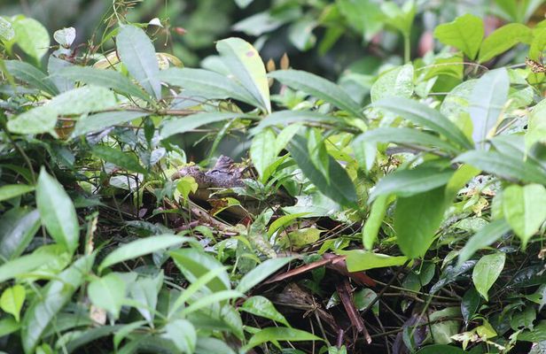 Kayak Tour in Tortuguero Canals with Tourist Guide