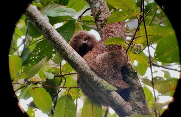 Arenal’s Best Sloth Tour: A Unique Wildlife Experience