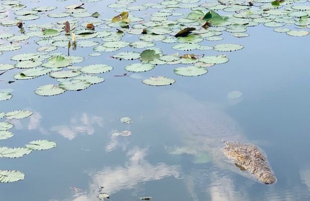 Our Lady of Peace Basilica Yamoussoukro Private Tour