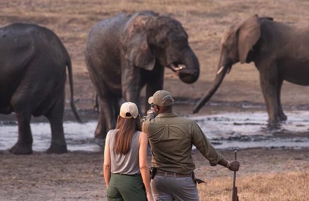 Safari Game Drive Zambezi National Park