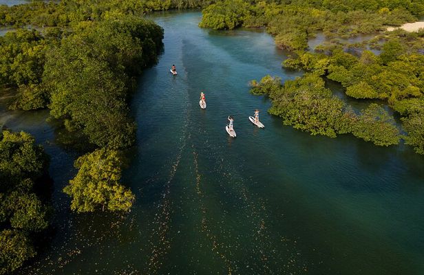 Zanzibar Memorable & Unique Guided Mangrove Tour by SUP or Kayak
