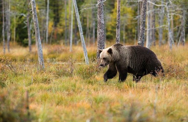 Yellowstone Private Day Tour with Picnic Lunch