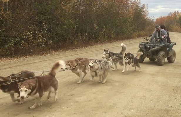 Free Pick up - Fall Alaskan Husky Dog Sledding Cart/ATV Ride