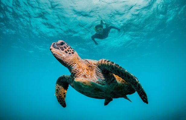 5 Hours Daymaniyat Half Day Snorkeling Trip