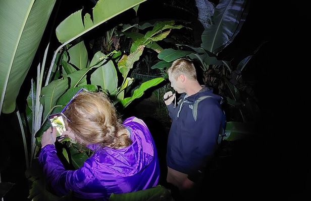 Rain Forest Nocturnal Experience Frogs and Snakes Quest