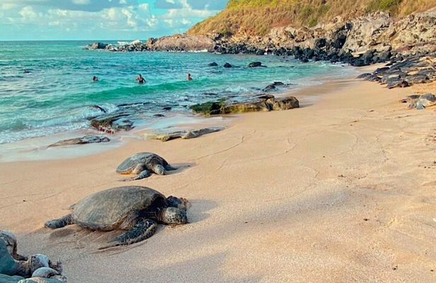Maui’s Sea Turtles, Waterfalls and Road to Hana Adventure