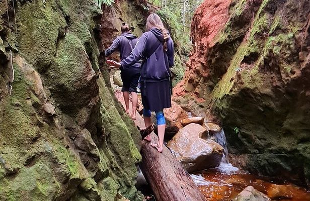 Explore the wild side of Kirstenbosch Gardens