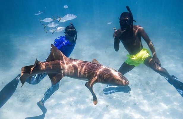 Puerto Rico Half-Day Shark Diving