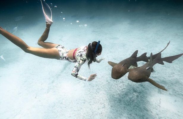 Puerto Rico Private Half Day Shark Diving