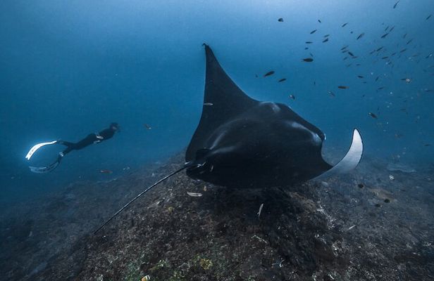 Private Snorkeling and Freediving Trip to Manta Point