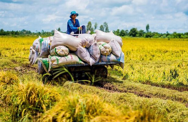 Biking Tour in The Pineapple Villages