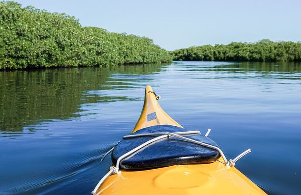 Sea Kayak Tour Mangrove Safari