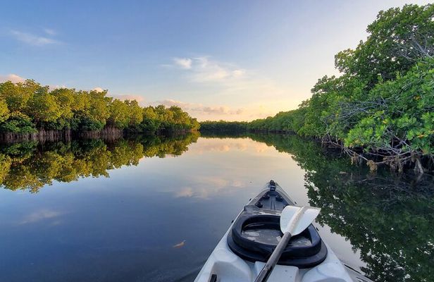 Kayak through Mangrove Forests in the Florida Keys